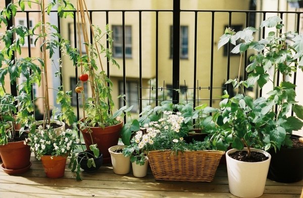 Legume pe balcon-plantare soiuri-locație sfaturi Legumele de pe balcon cultivă varietăți adecvate - locații de sfaturi