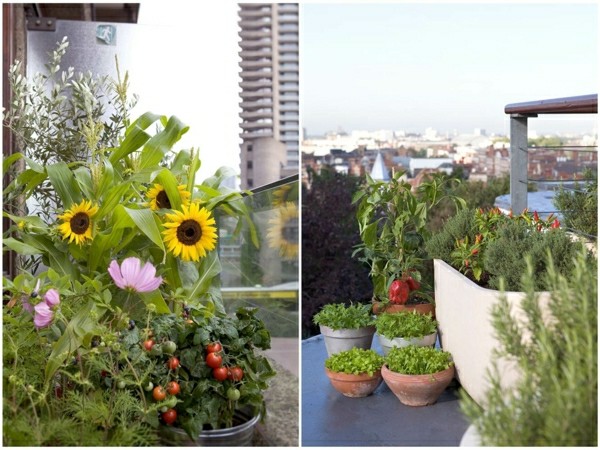 Ierburi balcon plantare vară îngrijirea roșiilor