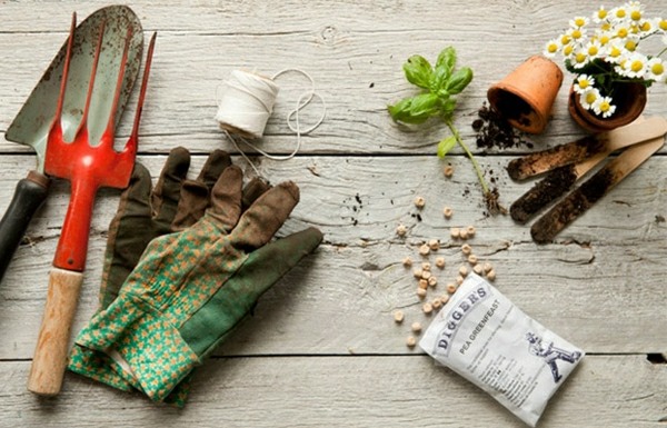 Flori ierburi musetel plantare hobby grădinar