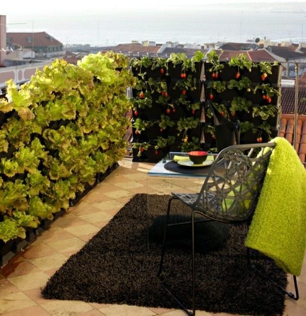 grădină verticală împotriva soiurilor de salată de legume