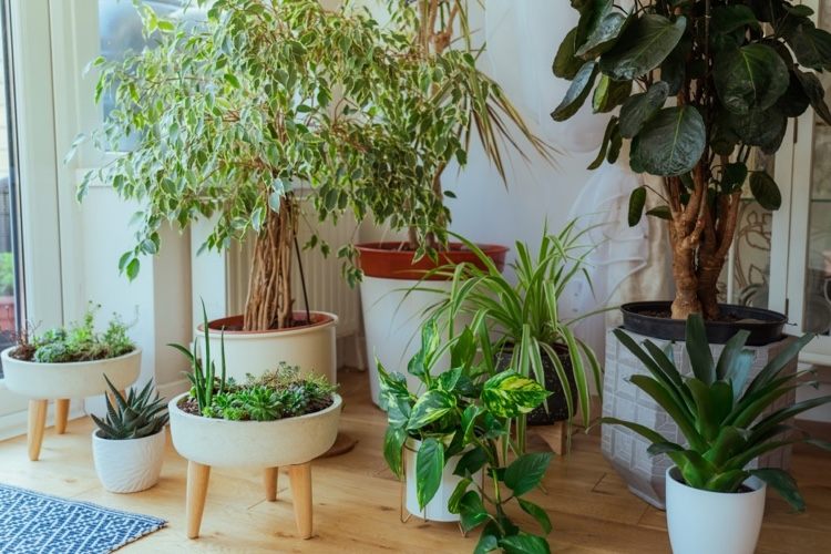 Ce să mănânci țânțari de ciuperci în solul de ghiveci remedii casnice