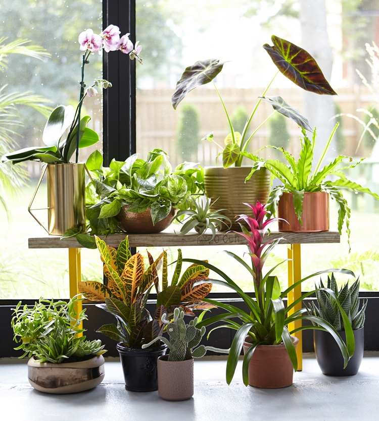 Mosuletele sciaridă infestează plantele de interior ce fac