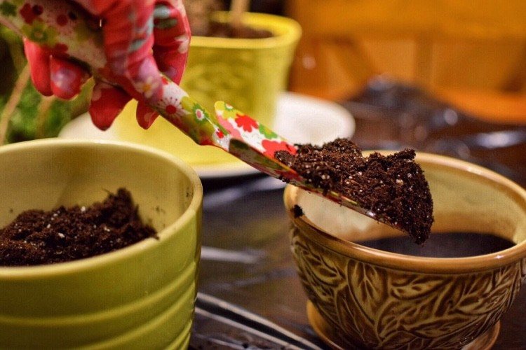 Muscile sciarid din solul de ghiveci scapă de idei