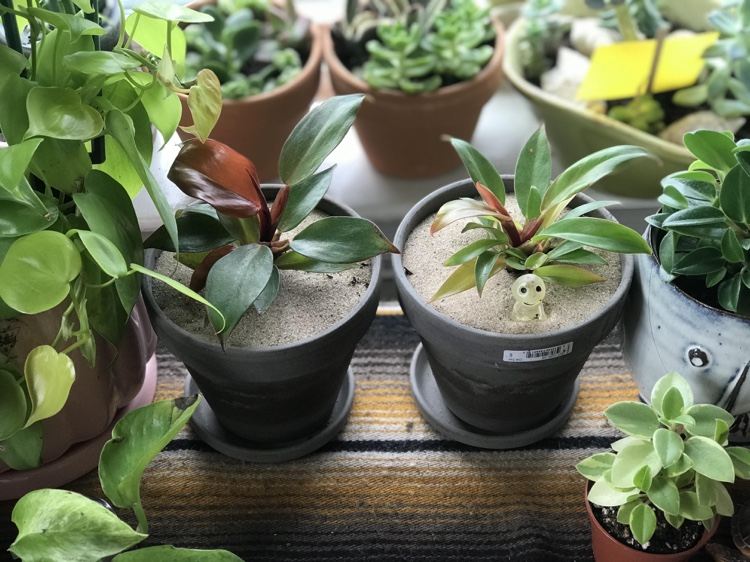 Scăpați de țânțari în solul de ghiveci cu nisip