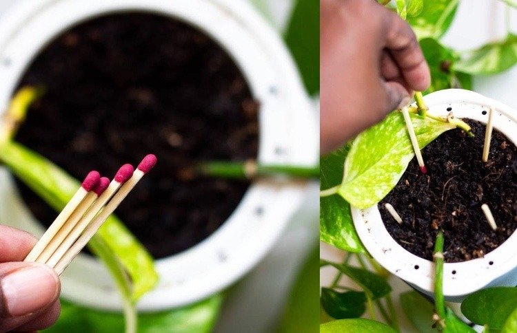 Luptați țânțarii în sol cu chibrituri