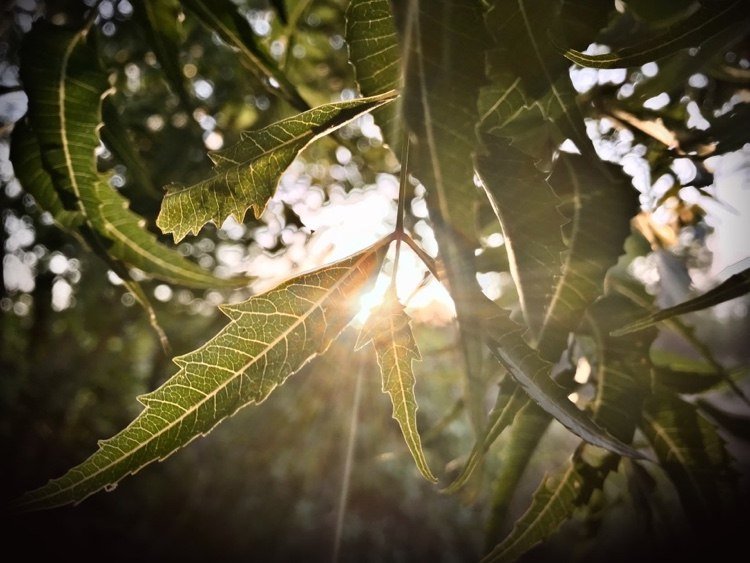 Pentru a scăpa de țânțari în solul de ghiveci, uleiul de neem