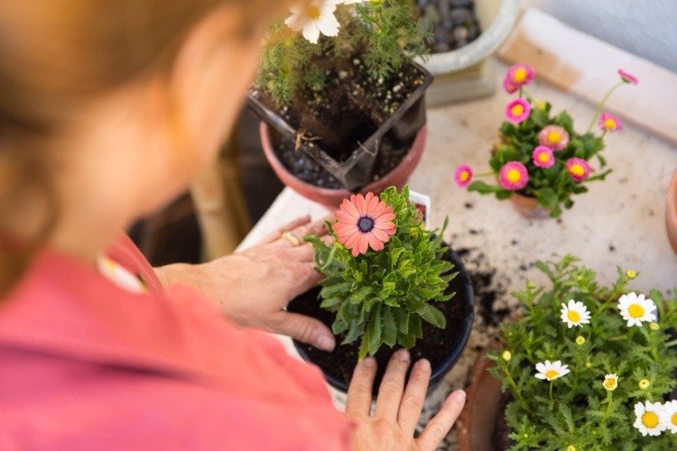 A scăpa de țânțari în sol Repotează plantele