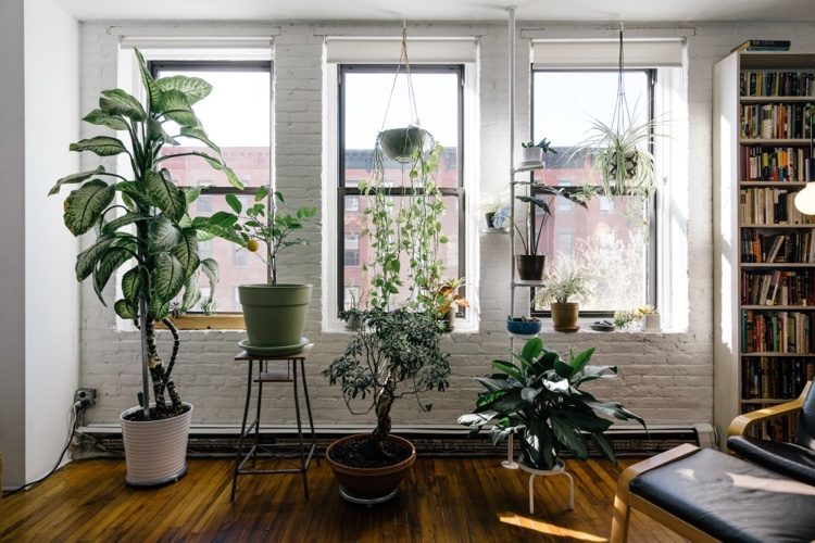 De unde provin musca ciupercii din solul de ghiveci