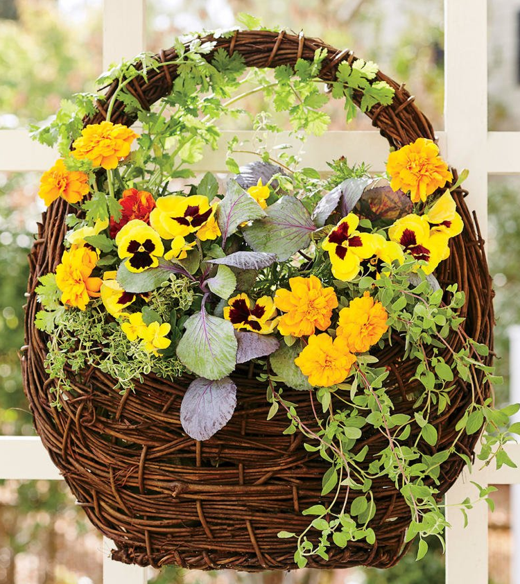 plantarea toamnei de ierburi de pansel agățate tagete