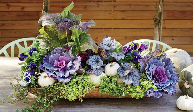 Decor de masă varză de toamnă dovleci albi Heuchera