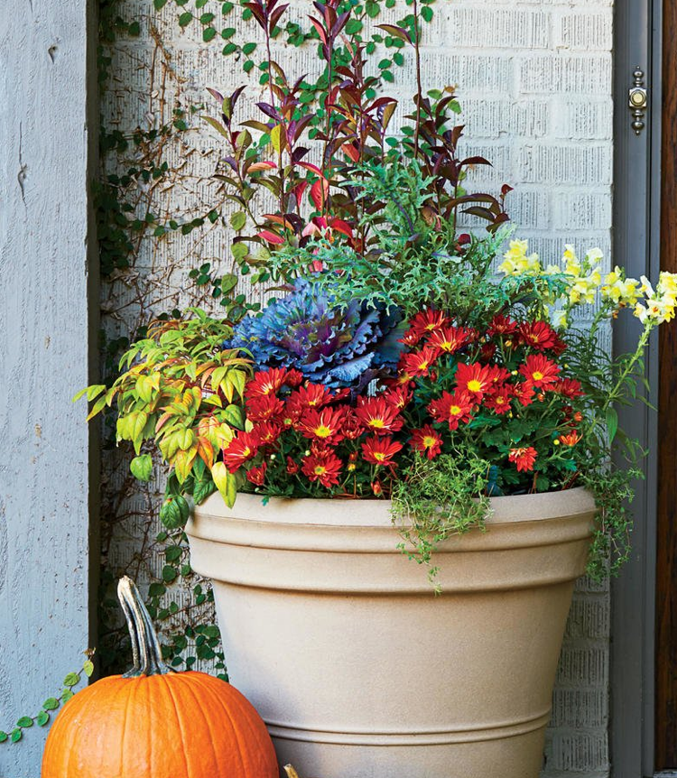 Plantare de toamnă în fața ușii găleți de snapdragons crizanteme roșii