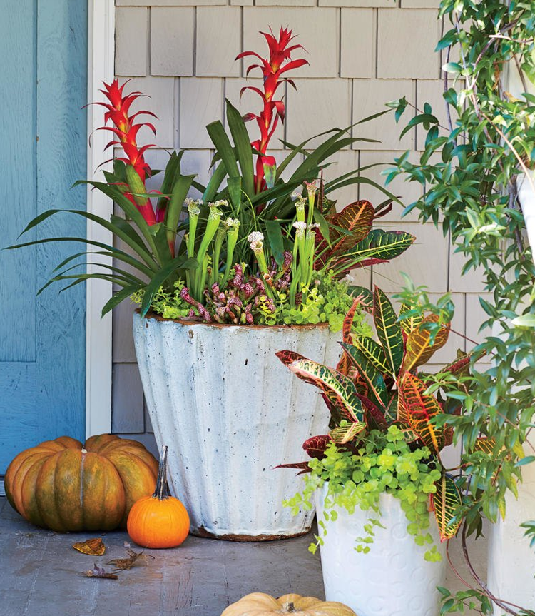 cromonii roșii de bromelie toamnă pe pragul soarelui