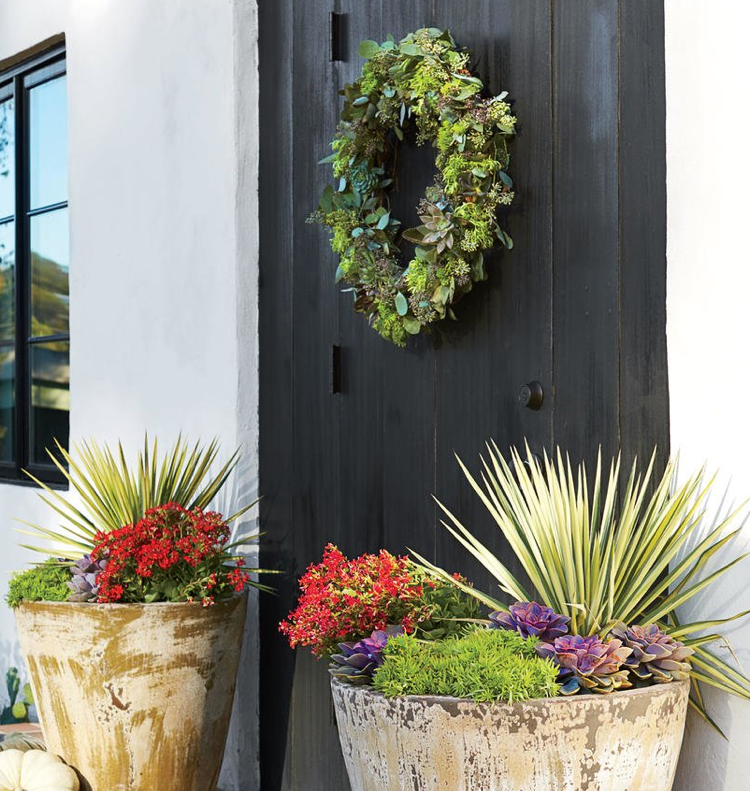 Plantarea de toamnă a Kalanchoe Echeverias Sedum