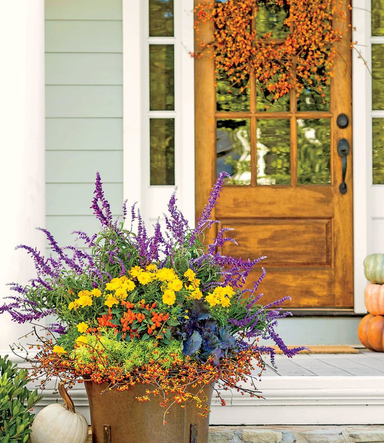 Chillies ornamentale Sedum Sage Coroană de toamnă