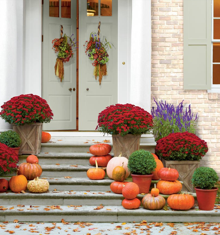 Flori de toamnă de dovleci de crizanteme roșii pe prag