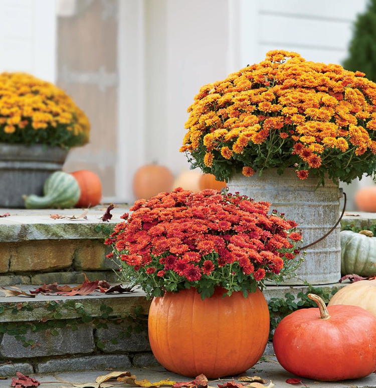 Crizanteme flori de toamnă vază de dovleac cutie de conserve
