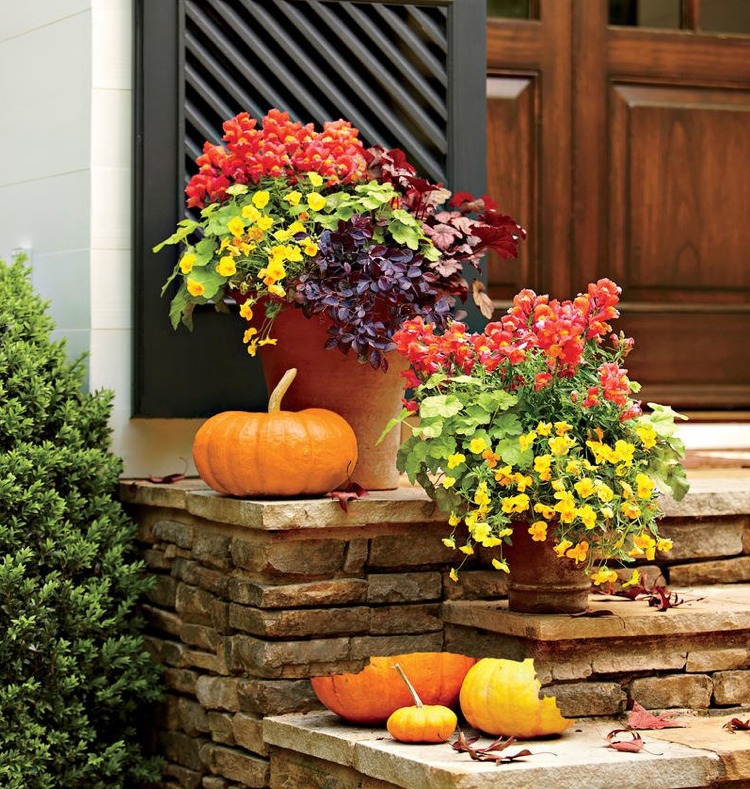 Toamna plantând flori Heuchera Snapdragon Loropetalum