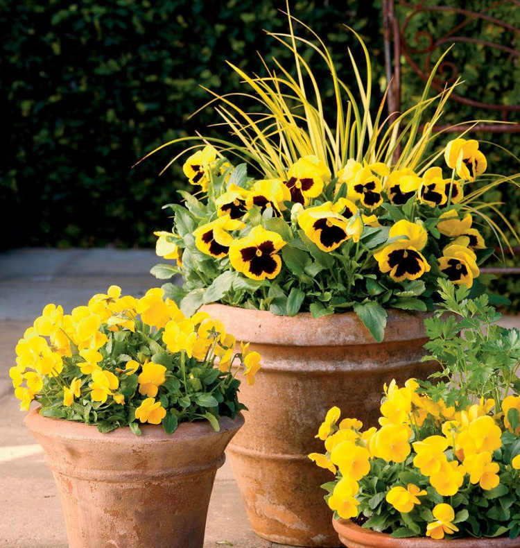 Toamnă plantare corn galben pansel violet calamus iarbă Ogon