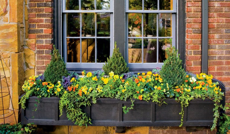 Cutie cu flori toamnă plantare panseluțe iederă alberta molid