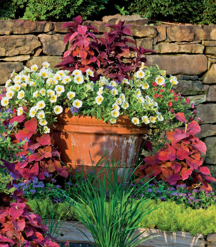 Petunia „Supertunia Citrus” coleus roșu cadă mare toamnă