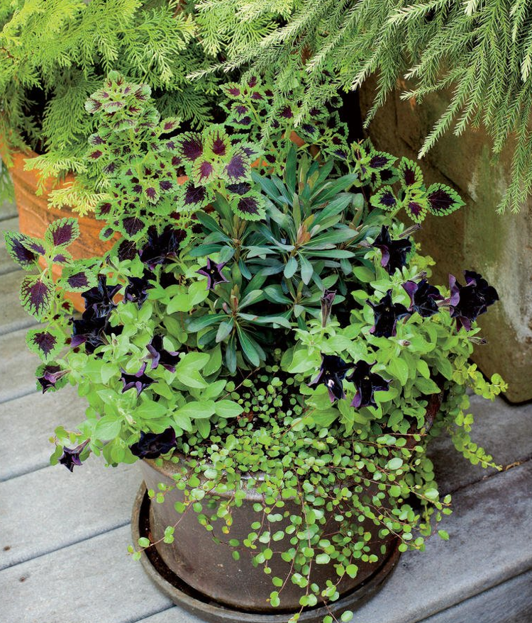 Spurge loosestrife Whitefruit wireframe nuanță Petunia