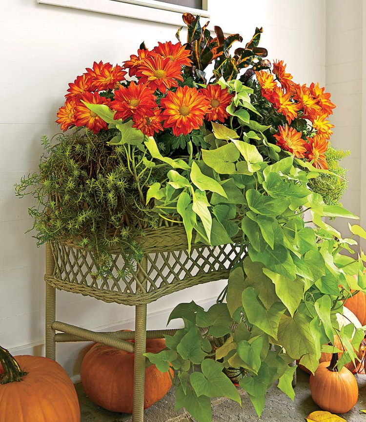 Idei de plantare toamnă cutie de flori Crizanteme portocalii viță de vie de cartofi dulci