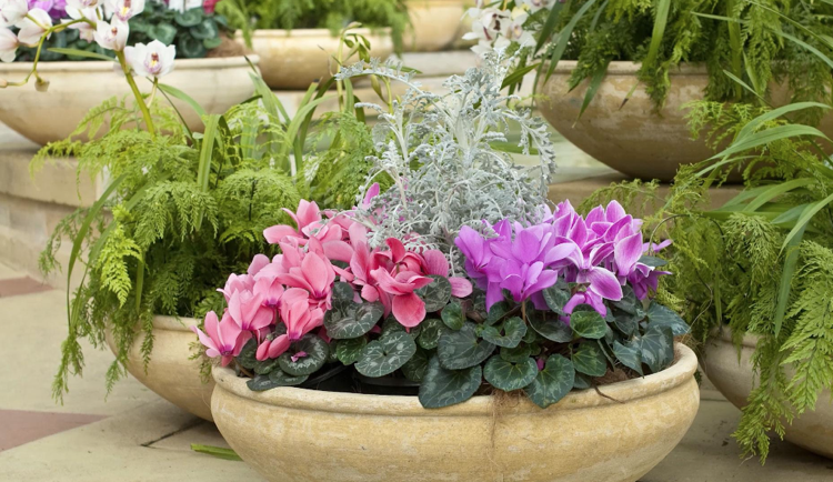 plantare decorativă de toamnă rezistentă Cyclamen Jacobaea maritima albă de pâslă