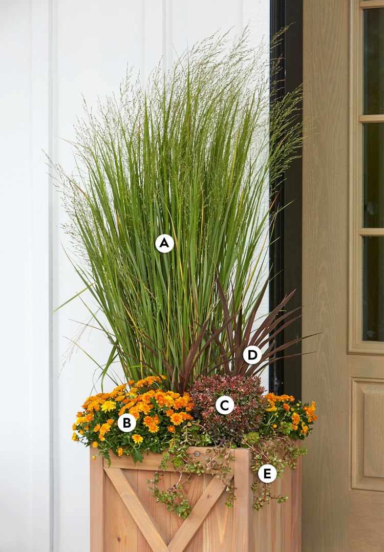 Plantare de toamnă pentru căzi pe terasă schimbătoare de iarbă și crizanteme și fructe de padure pitice roșii și crin club și frunze grase de grădină