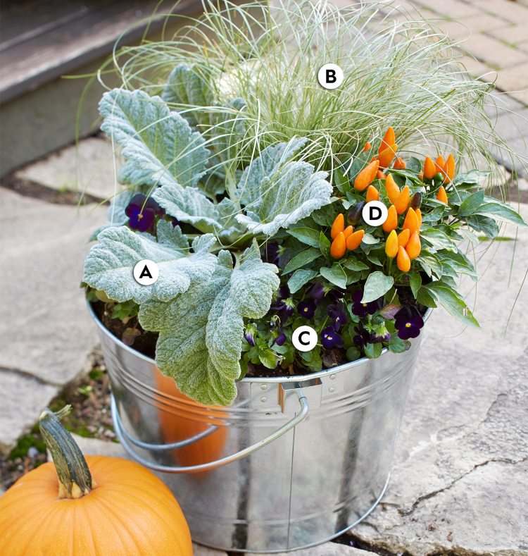 Plantare toamnă rezistentă la îngheț pentru găleți cu frunze argintii și panseluțe