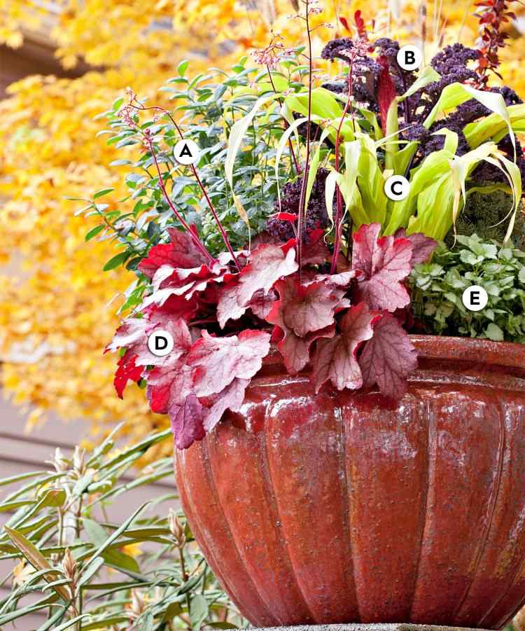 Ce plante pentru plantarea toamnei de găleți de fructe de pădure și varză ornamentală și mei