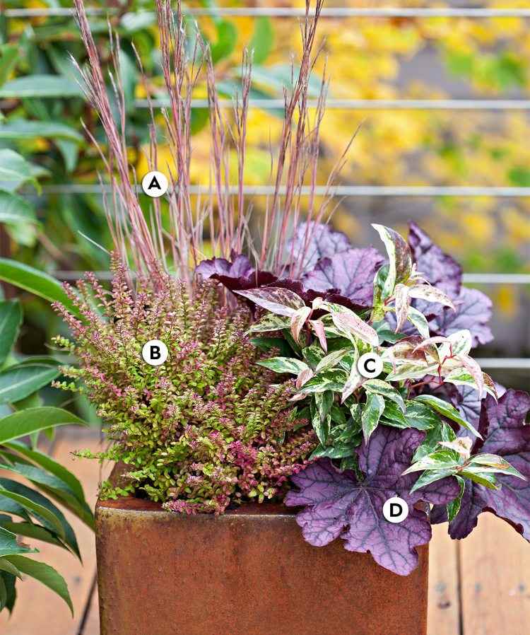 Cazi mari cu plantare de toamnă realizate din iarbă de prerie și caprifoi și erică de struguri