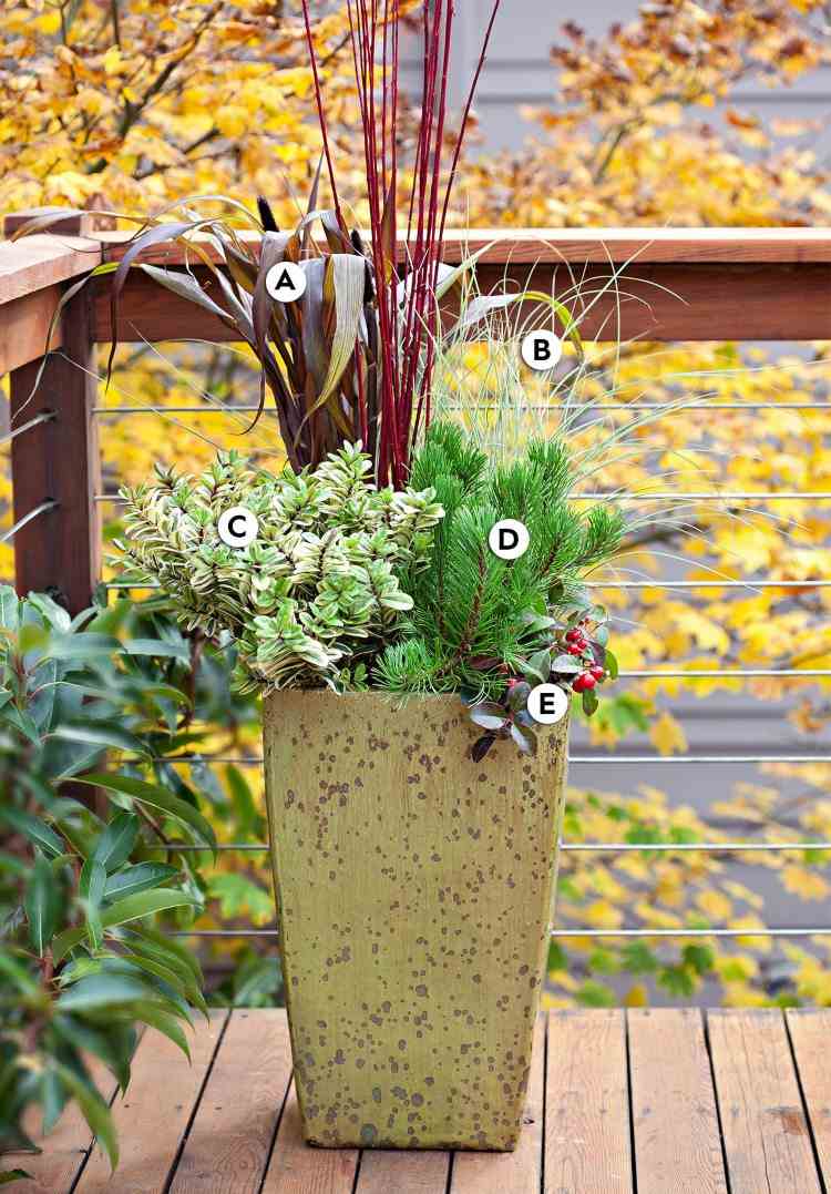 Care plante pentru mei de toamnă și de iarnă și pin de munte și pseudo-fructe de pădure inferioare