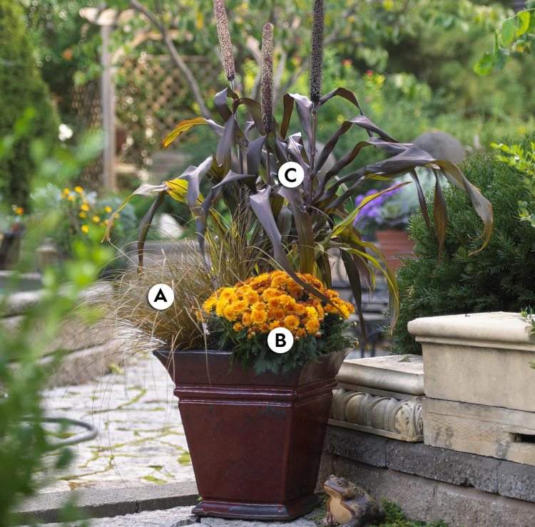 Plante de toamnă în găleată de mei de perle și alge marine și crizanteme roșii vulpe din Noua Zeelandă