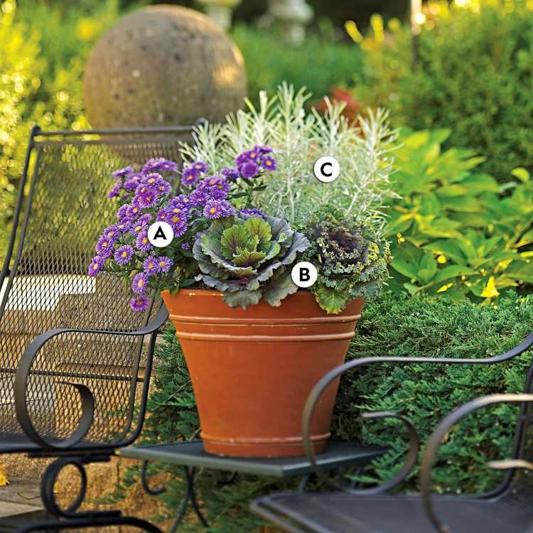 Cazi cu flori cu plantare de toamnă cu asteri și varză și lemn dulce