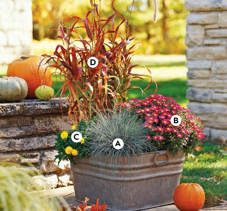 Plantare de toamnă ușor de îngrijit cu păiuș albastru și crizanteme și flori veșnice și iarbă de curățare a lămpilor