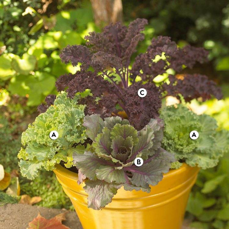 Plantarea de toamnă pentru căzi sugestii de îngrijire ușoară soiuri de varză ornamentale