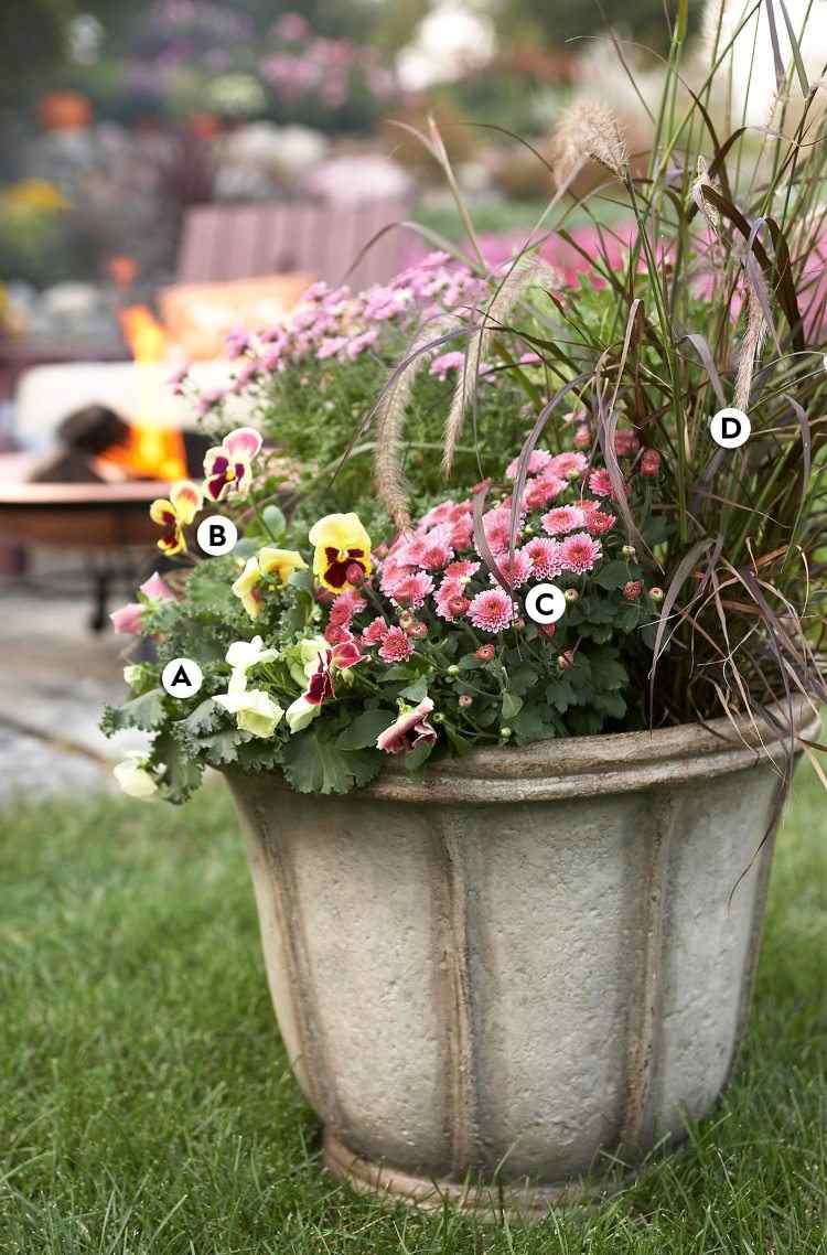 Ce plantare de toamnă pentru lampa de curățat curățând iarbă și panseluțe și crizanteme și varză ornamentală în cadă