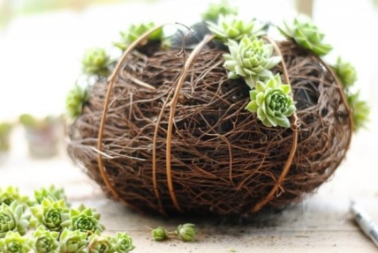 designul modern de dovleac faceți idei decorative verde suculent proiect de dovleac la modă face propria ta sugestie de bijuterii verde suculent