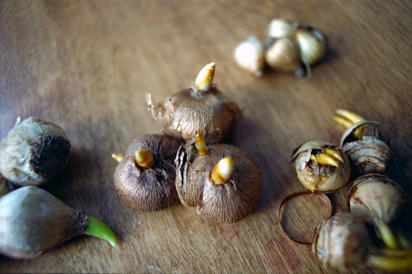 Plantarea de flori de ceapă bulbii de crocus într-un ghiveci de flori de gazon Flori de ceapă Bulbi de crocus sfaturi de plante grădinărit într-un ghiveci de flori de gazon