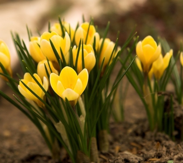 Plantele de crocus galbene sfaturi de grădinărit sugestii pentru flori de primăvară Sfaturi de grădină de flori de crocus galbene înfloritoare de primăvară
