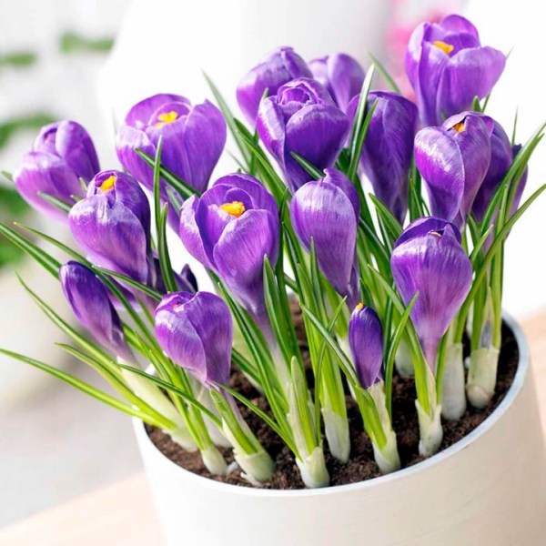 Crocus plante-ghiveci de flori note site-udare Plante de crocus în grădină cu plante în ghivece Note locație
