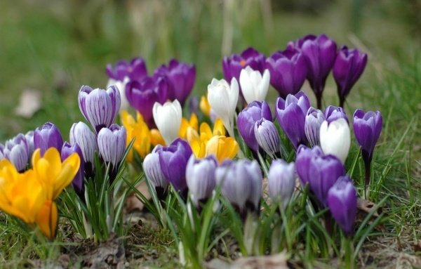 Flori gradina-crea plante-crocus specii-culori Plantele de grădină creează plante perene colorate specii-culori