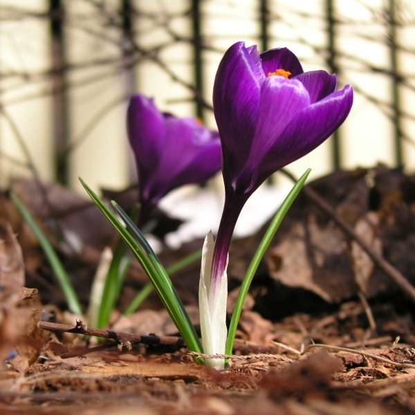 Crocuri violet Grădină Sfaturi de cultivare Îngrijire Crocuri violet Sfaturi pentru cultivarea grădinii Îngrijirea locației