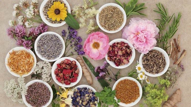 homeopatie substanțe din plante plante medicinale