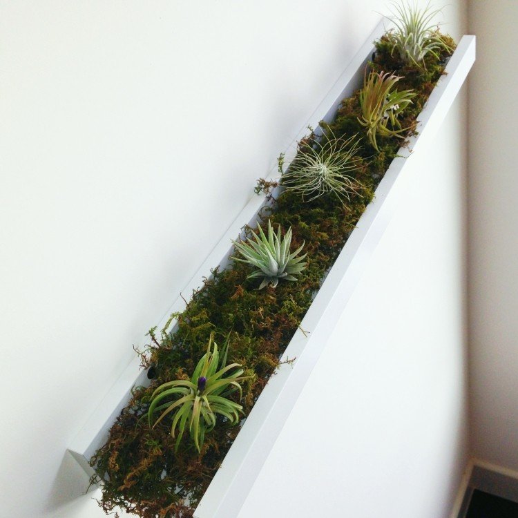 Marginea de imagine ca un vas pentru plantele aeriene ikea-picture-strip-ribba-air-plant-container-idea