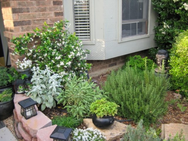 gradina-cu-flori-amesteca-iasomie-plante-verzi