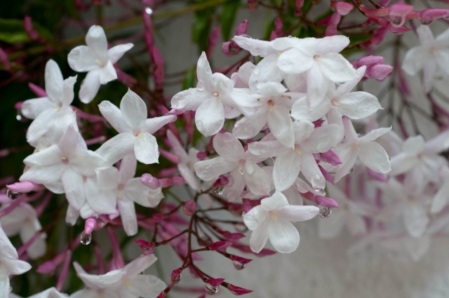 Jasminum-polyanthum-white-beautiful-flowers-picture