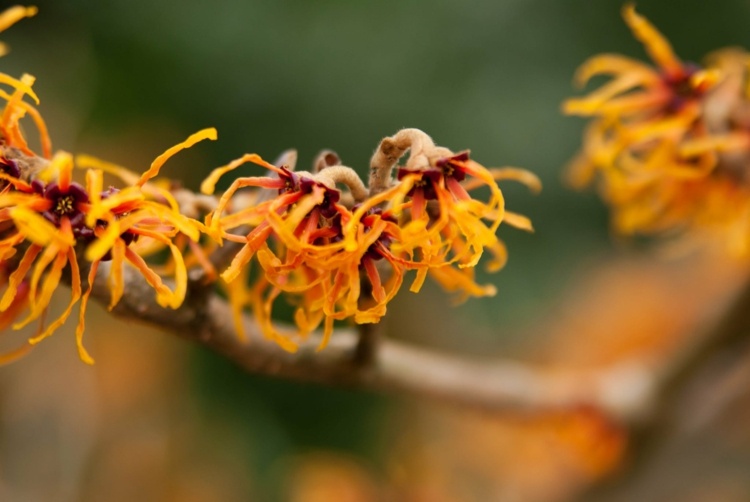 Uleiul de hamamelis din hamamelis are un efect antibacterian și previne infecțiile
