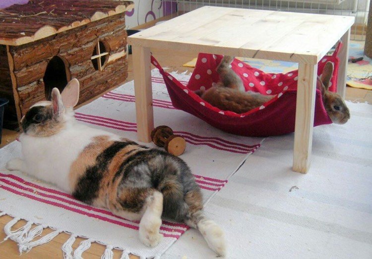 incinta iepure-mobilier-hamac-covor-casa din lemn