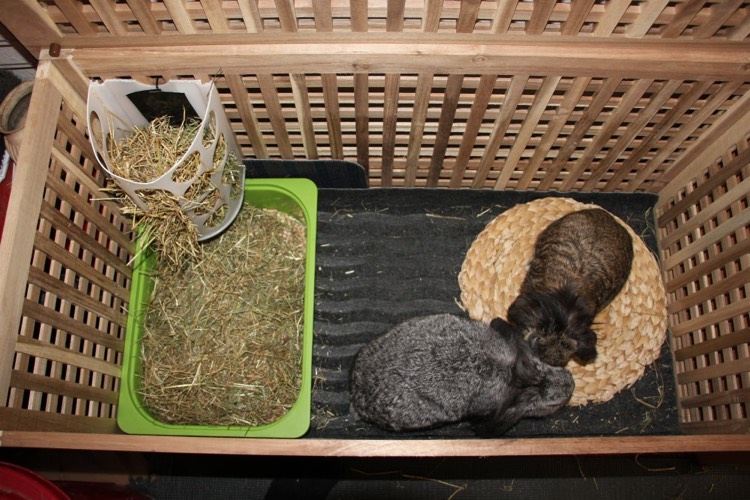 rabbit-enclosure-2-rabbit-rattan-placemat-ikea-straw